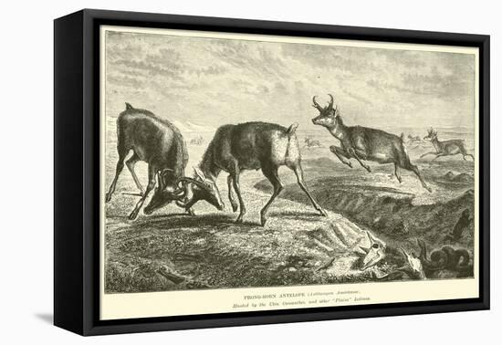 Prong-Horn Antelope, Antilocapra Americana-null-Framed Stretched Canvas