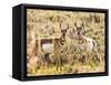 Prong Horn Antelopes, Yellowstone National Park, Wyoming, USA-Tom Norring-Framed Stretched Canvas