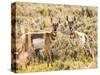 Prong Horn Antelopes, Yellowstone National Park, Wyoming, USA-Tom Norring-Stretched Canvas