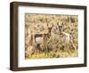 Prong Horn Antelopes, Yellowstone National Park, Wyoming, USA-Tom Norring-Framed Photographic Print