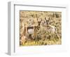 Prong Horn Antelopes, Yellowstone National Park, Wyoming, USA-Tom Norring-Framed Photographic Print