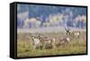 Pronghorn Antelope Buck and Does-Ken Archer-Framed Stretched Canvas