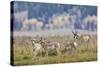 Pronghorn Antelope Buck and Does-Ken Archer-Stretched Canvas