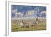 Pronghorn Antelope Buck and Does-Ken Archer-Framed Photographic Print