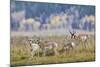 Pronghorn Antelope Buck and Does-Ken Archer-Mounted Photographic Print
