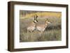 Pronghorn Antelope Buck Courting Doe-Ken Archer-Framed Photographic Print