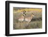 Pronghorn Antelope Buck Courting Doe-Ken Archer-Framed Photographic Print