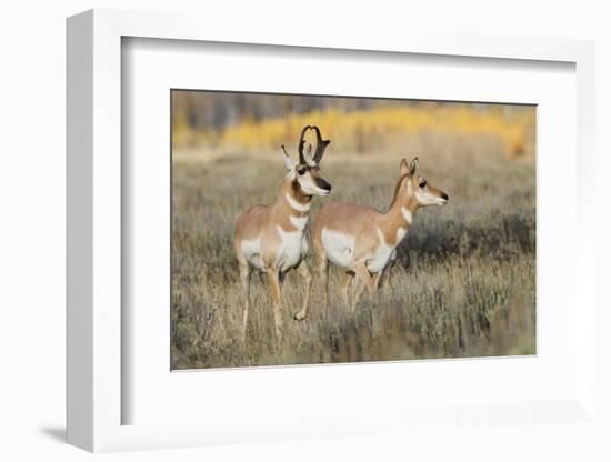 Pronghorn Antelope Buck Courting Doe-Ken Archer-Framed Photographic Print