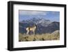 Pronghorn Antelope Buck, Electric Peak-Ken Archer-Framed Photographic Print