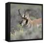 Pronghorn antelope buck feeding on sagebrush, Grand Tetons National Park, Wyoming-Maresa Pryor-Framed Stretched Canvas