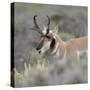 Pronghorn antelope buck feeding on sagebrush, Grand Tetons National Park, Wyoming-Maresa Pryor-Stretched Canvas