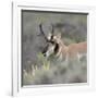 Pronghorn antelope buck feeding on sagebrush, Grand Tetons National Park, Wyoming-Maresa Pryor-Framed Photographic Print