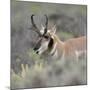 Pronghorn antelope buck feeding on sagebrush, Grand Tetons National Park, Wyoming-Maresa Pryor-Mounted Photographic Print