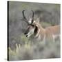 Pronghorn antelope buck feeding on sagebrush, Grand Tetons National Park, Wyoming-Maresa Pryor-Stretched Canvas