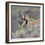 Pronghorn antelope buck feeding on sagebrush, Grand Tetons National Park, Wyoming-Maresa Pryor-Framed Photographic Print