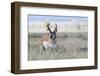 Pronghorn Antelope Buck-Ken Archer-Framed Photographic Print