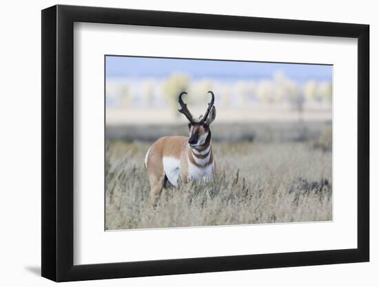 Pronghorn Antelope Buck-Ken Archer-Framed Photographic Print