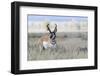 Pronghorn Antelope Buck-Ken Archer-Framed Photographic Print