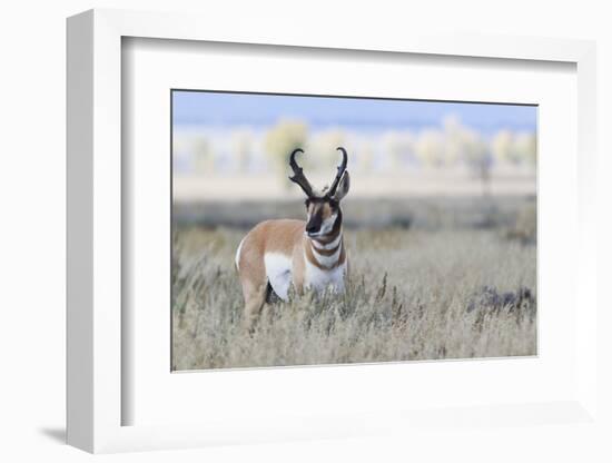 Pronghorn Antelope Buck-Ken Archer-Framed Photographic Print