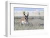 Pronghorn Antelope Buck-Ken Archer-Framed Photographic Print