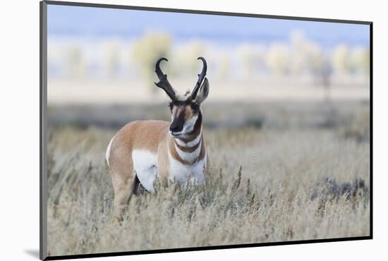 Pronghorn Antelope Buck-Ken Archer-Mounted Photographic Print