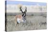 Pronghorn Antelope Buck-Ken Archer-Stretched Canvas