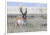 Pronghorn Antelope Buck-Ken Archer-Framed Photographic Print