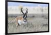 Pronghorn Antelope Buck-Ken Archer-Framed Photographic Print