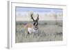 Pronghorn Antelope Buck-Ken Archer-Framed Photographic Print