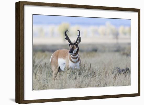 Pronghorn Antelope Buck-Ken Archer-Framed Photographic Print