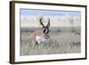 Pronghorn Antelope Buck-Ken Archer-Framed Photographic Print