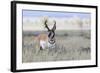 Pronghorn Antelope Buck-Ken Archer-Framed Photographic Print