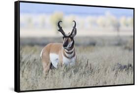 Pronghorn Antelope Buck-Ken Archer-Framed Stretched Canvas