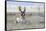 Pronghorn Antelope Buck-Ken Archer-Framed Stretched Canvas