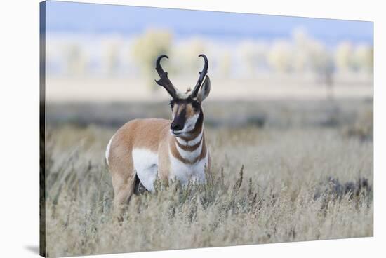 Pronghorn Antelope Buck-Ken Archer-Stretched Canvas