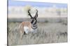 Pronghorn Antelope Buck-Ken Archer-Stretched Canvas