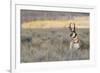 Pronghorn Antelope Buck-Ken Archer-Framed Photographic Print