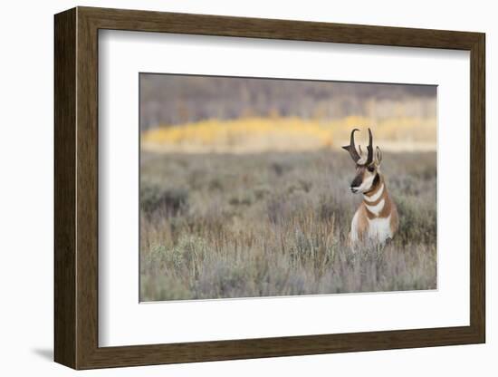 Pronghorn Antelope Buck-Ken Archer-Framed Photographic Print