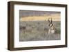 Pronghorn Antelope Buck-Ken Archer-Framed Photographic Print