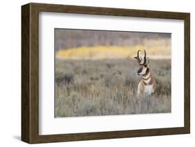 Pronghorn Antelope Buck-Ken Archer-Framed Photographic Print