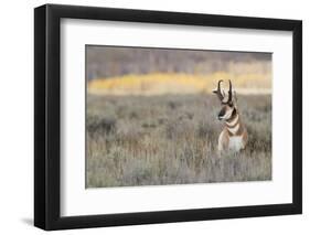 Pronghorn Antelope Buck-Ken Archer-Framed Photographic Print