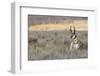 Pronghorn Antelope Buck-Ken Archer-Framed Photographic Print