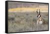 Pronghorn Antelope Buck-Ken Archer-Framed Stretched Canvas