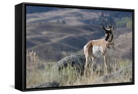 Pronghorn Antelope Buck-Ken Archer-Framed Stretched Canvas