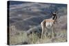 Pronghorn Antelope Buck-Ken Archer-Stretched Canvas