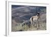 Pronghorn Antelope Buck-Ken Archer-Framed Photographic Print