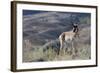 Pronghorn Antelope Buck-Ken Archer-Framed Photographic Print