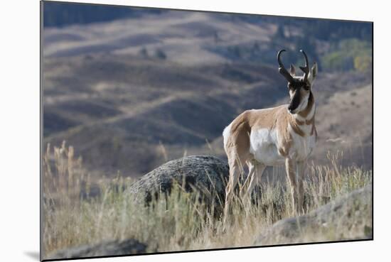 Pronghorn Antelope Buck-Ken Archer-Mounted Photographic Print