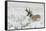 Pronghorn Antelope buck-Ken Archer-Framed Stretched Canvas