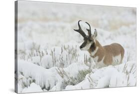 Pronghorn Antelope buck-Ken Archer-Stretched Canvas